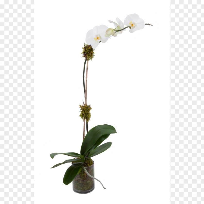 Orchids Moth Flower Plant Stem PNG