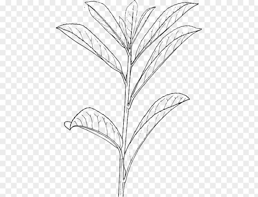 Plant Shrub Drawing Tree PNG