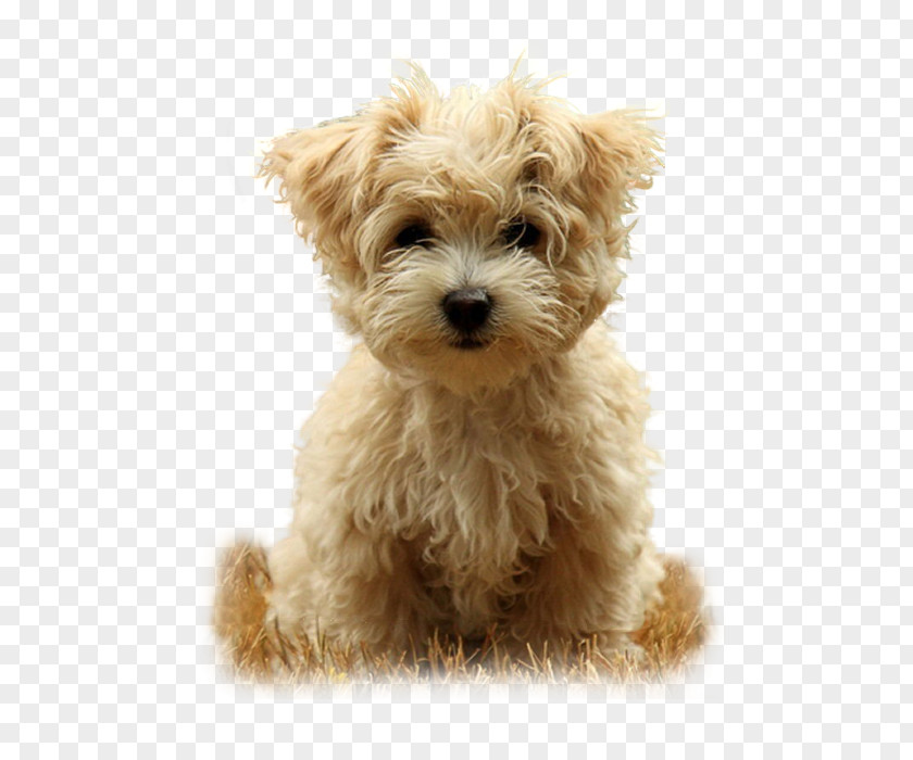 Puppy Rottweiler Desktop Wallpaper Beagle Cuteness PNG