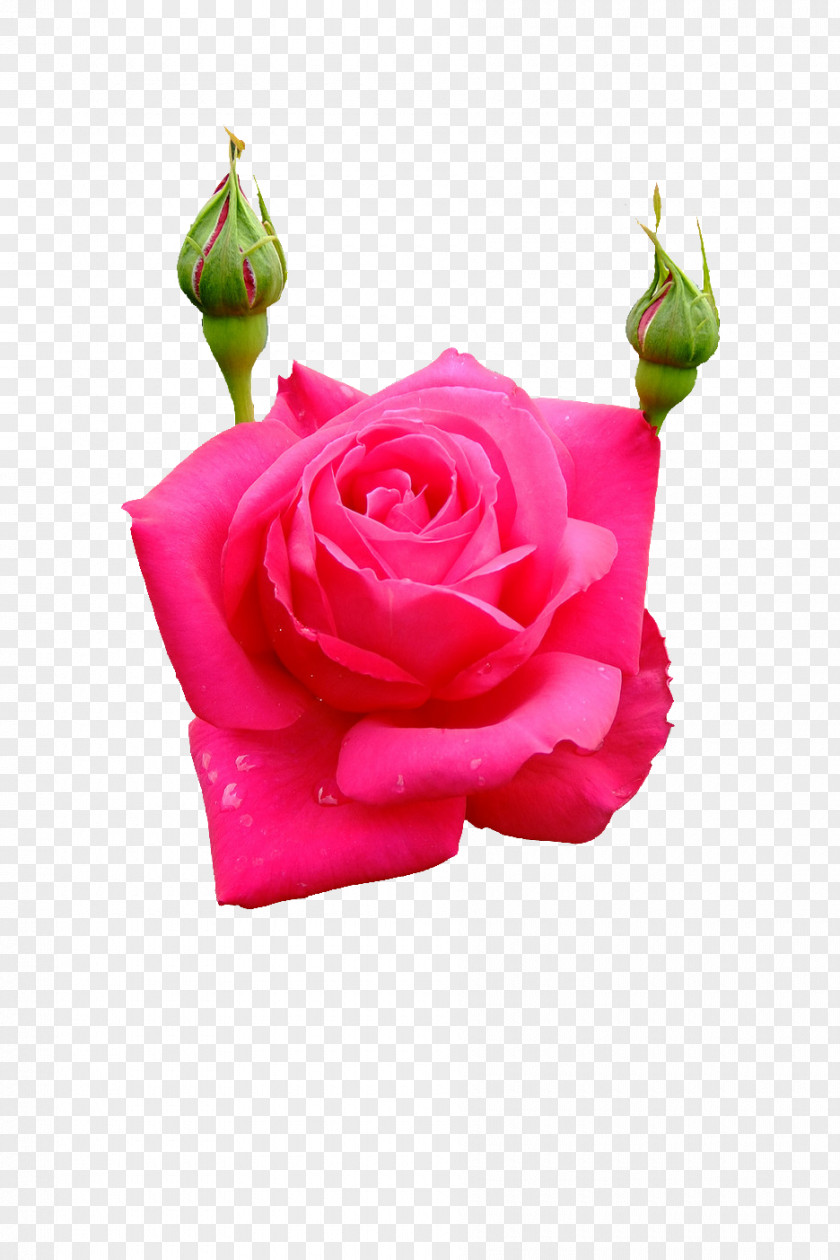 Rose Garden Roses Cabbage Floral Design Cut Flowers Petal PNG
