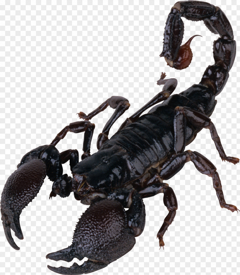 Scorpion Clip Art PNG