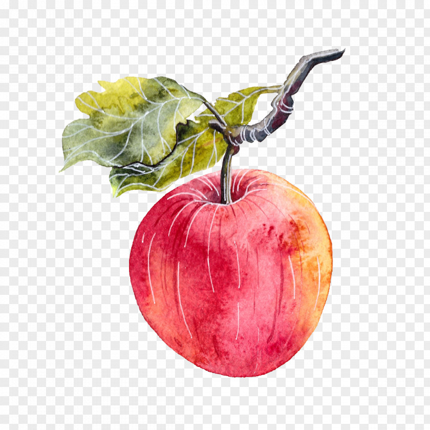 Watercolor Hanging In The Branches Of Apple Painting Illustrator PNG