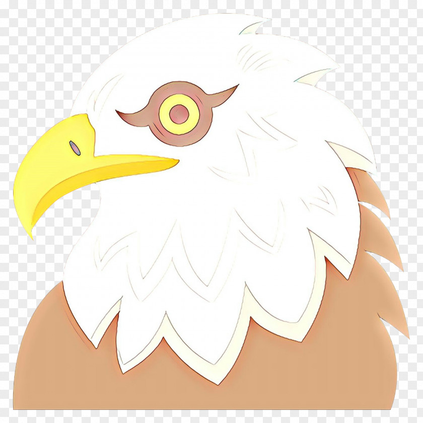 Accipitriformes Bald Eagle Bird PNG
