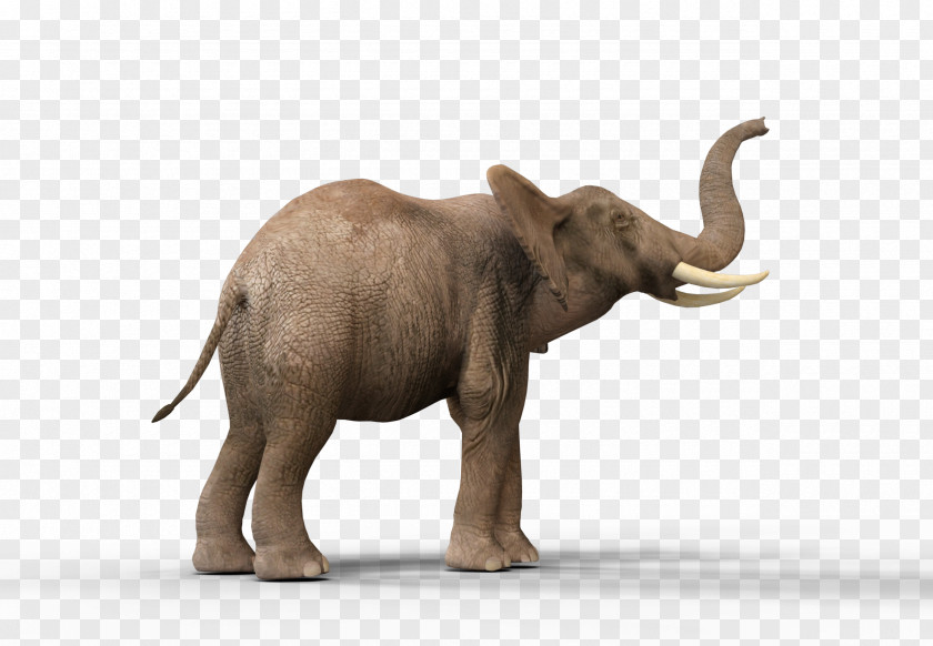 African Elephant Indian Elephantidae Tusk DeviantArt PNG