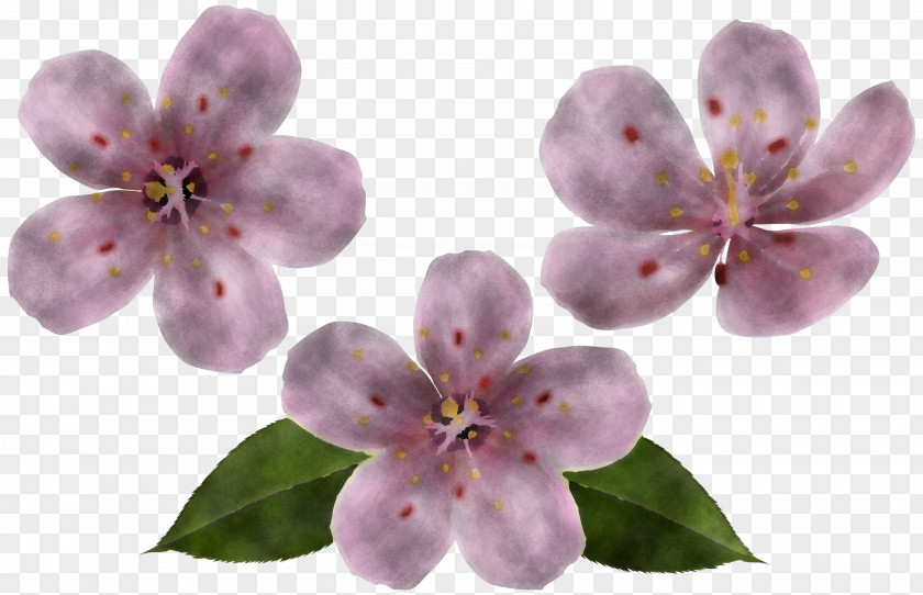 Cherry Blossom PNG