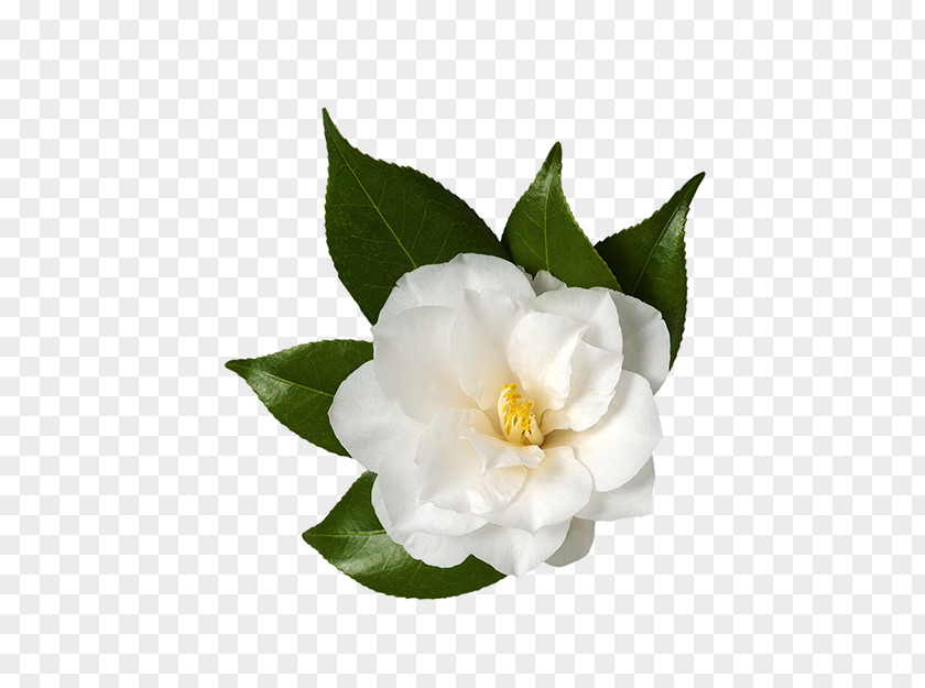Flower Sasanqua Camellia Japanese Stock Photography Royalty-free PNG
