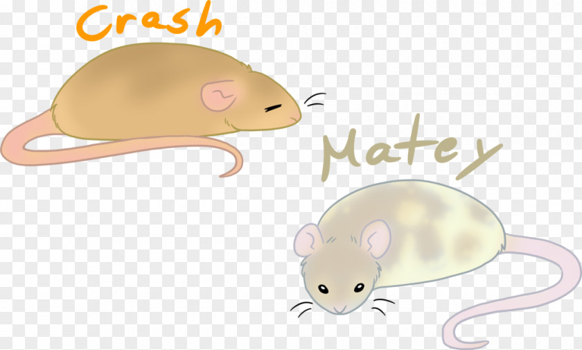 Rat Gerbil Whiskers Snout Computer Mouse PNG