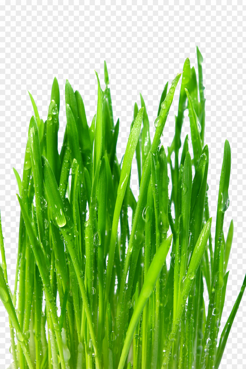 Wheat Nutrient Common Dietary Supplement Wheatgrass Plant PNG