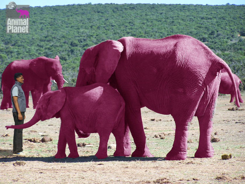 Elephants Seeing Pink On Parade Elephantidae Clip Art PNG