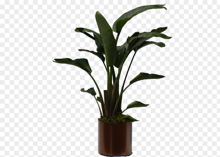 Fiddle-leaf Fig Weeping Plants Dracaena Fragrans PNG