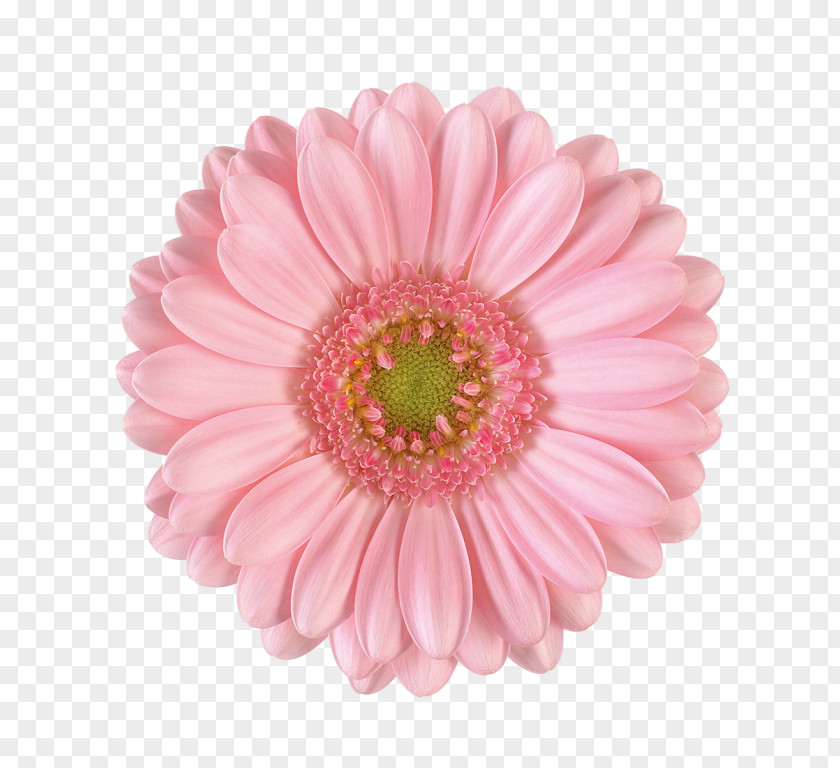 Flower Transvaal Daisy Bouquet Floristry Shop PNG