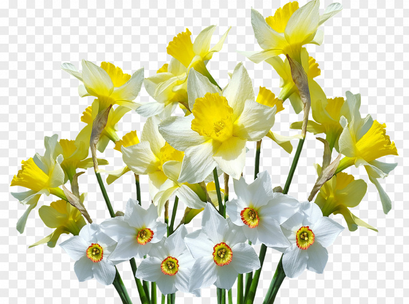 Flower Wild Daffodil PNG