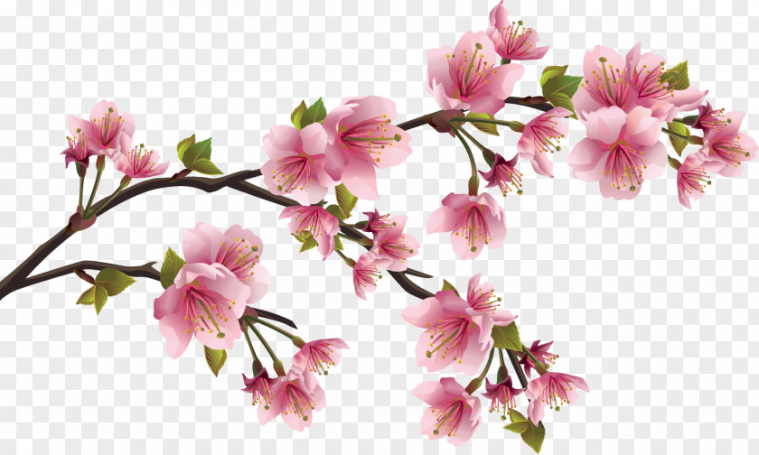 Japanese Cherry Blossom Flower Petal PNG