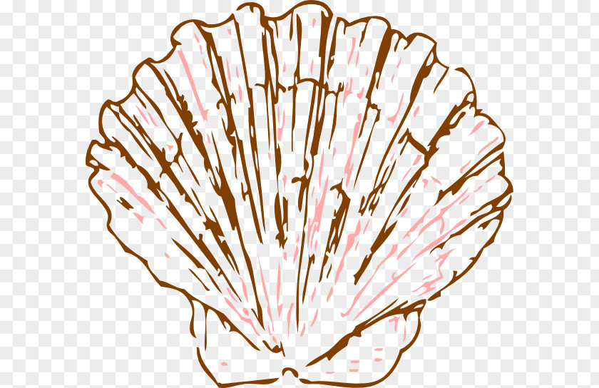 Seashell Pectinidae Drawing Mollusc Shell Clip Art PNG