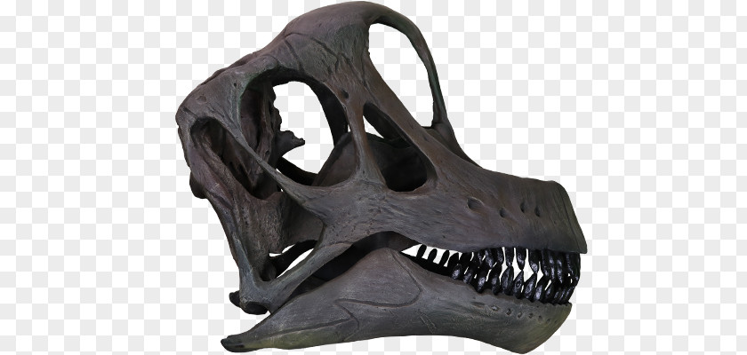 Skull Brachiosaurus Giraffatitan Morrison Formation Europasaurus Reptile PNG