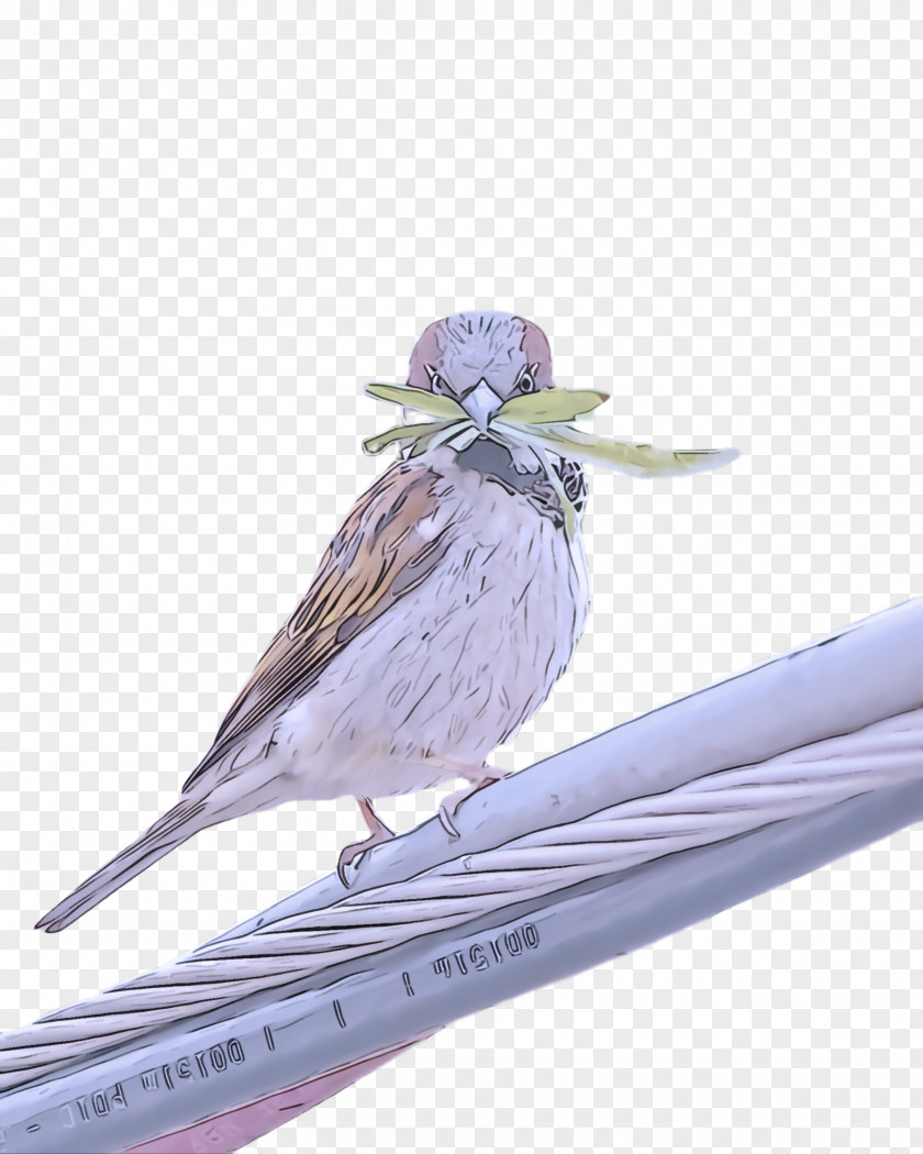 Songbird Perching Bird Beak Wing PNG