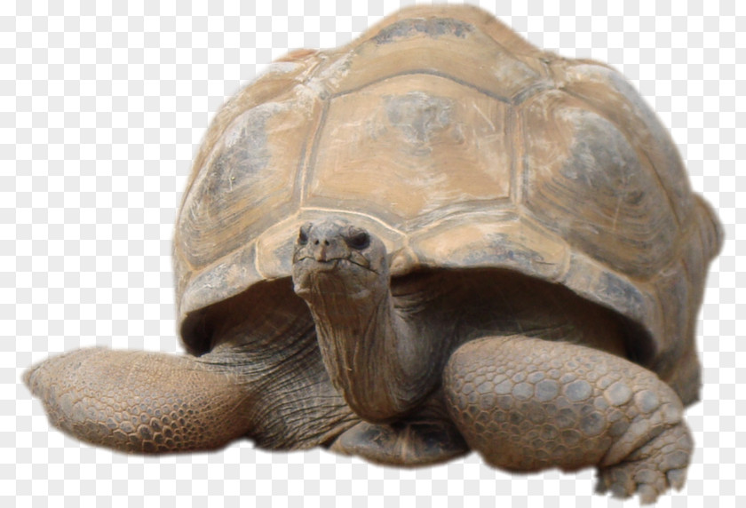 Tortue Tortoise Terrestrial Animal Pond Turtles Mixed Gender PNG