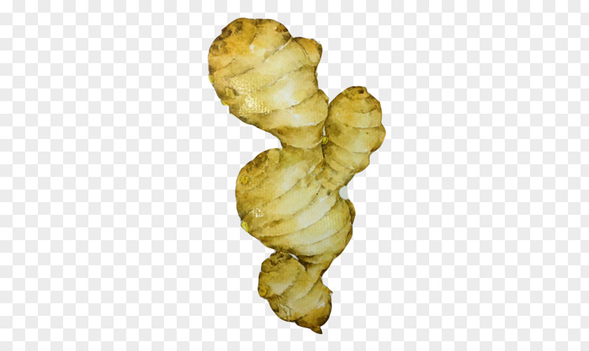 Ginger Hand Painting Material Picture Tuber Root Vegetables PNG