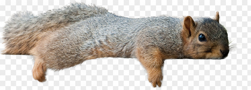 Laying Fox Squirrel Chipmunk PNG