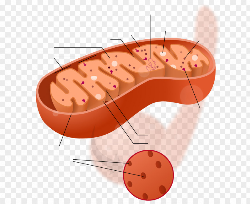 Mitochondrion Cytoplasm Cell Biology Mitochondrial DNA PNG