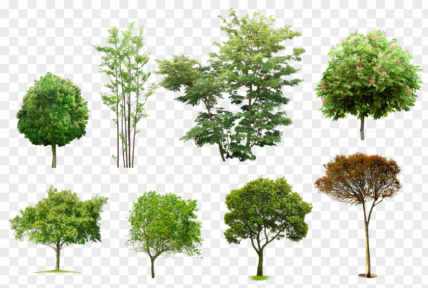 Tree Arboles Y Arbustos Architecture Apuntes De Arquitectura PNG