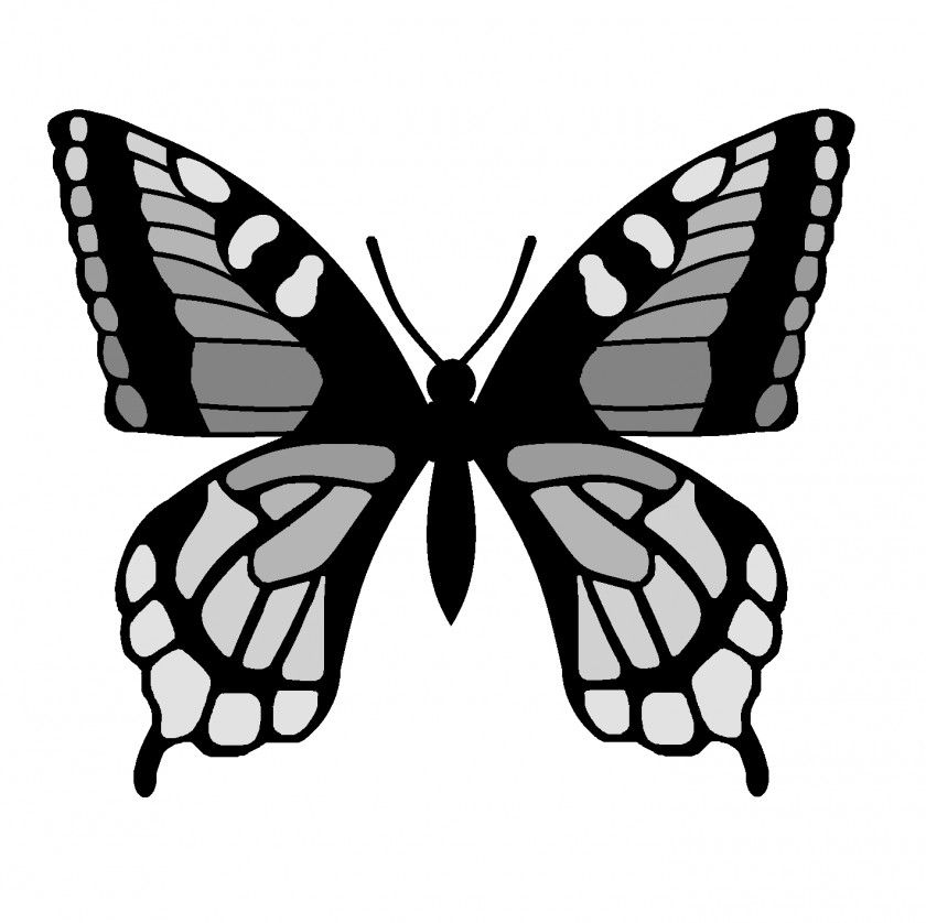 Butterfly Wing Outline Drawing Clip Art PNG
