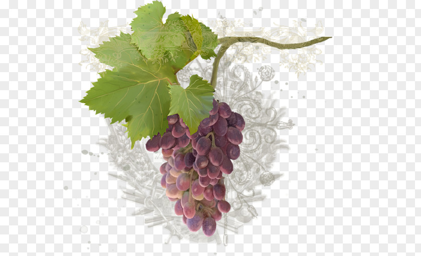 Grape Common Vine Zante Currant Seedless Fruit Seed Extract PNG