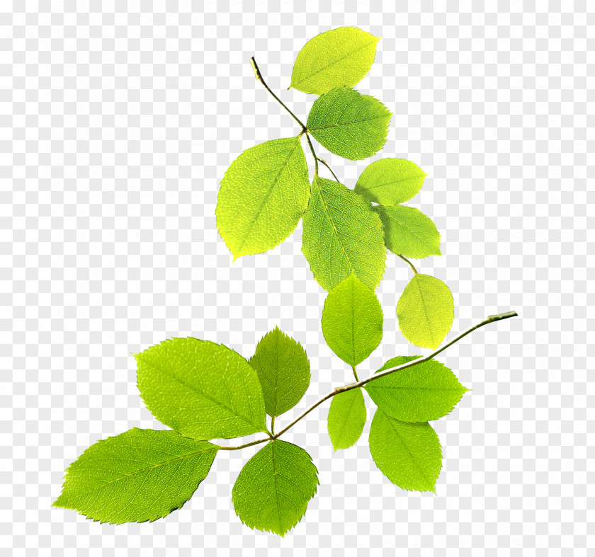 Leaves Green Clip Art PNG