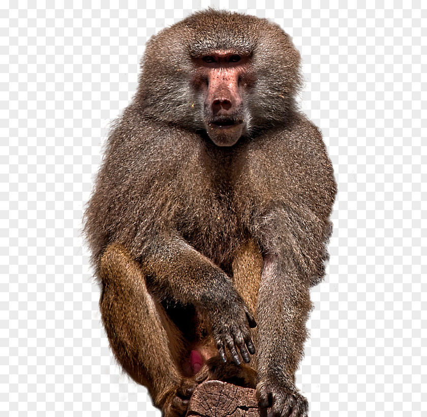 Matting Macaque Golubitskaya Adobe Photoshop Baboons Plug-in PNG