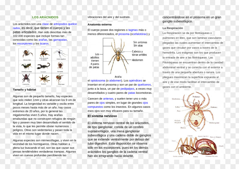 Spider Invertebrate Text Human Digestive System PNG