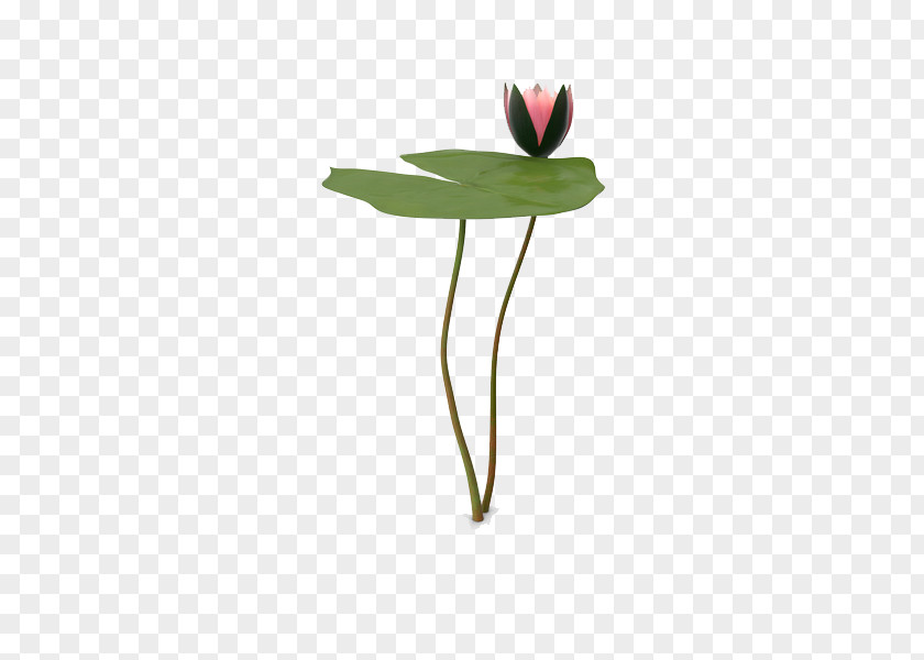 Water Lily Picture Leaf PNG