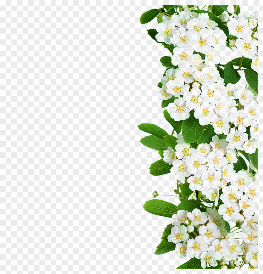 White Flowers Green Leaves Flower PNG