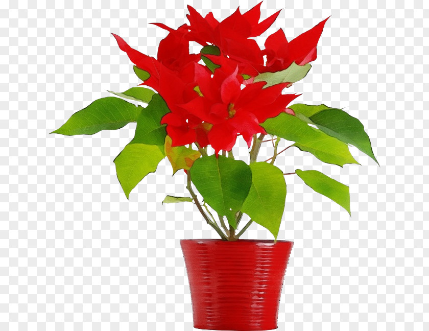 Anthurium Poinsettia Flower Plant Flowerpot Red Houseplant PNG