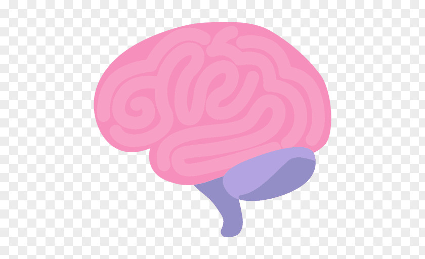 Blue Brain Project Organ Human PNG brain, organs clipart PNG