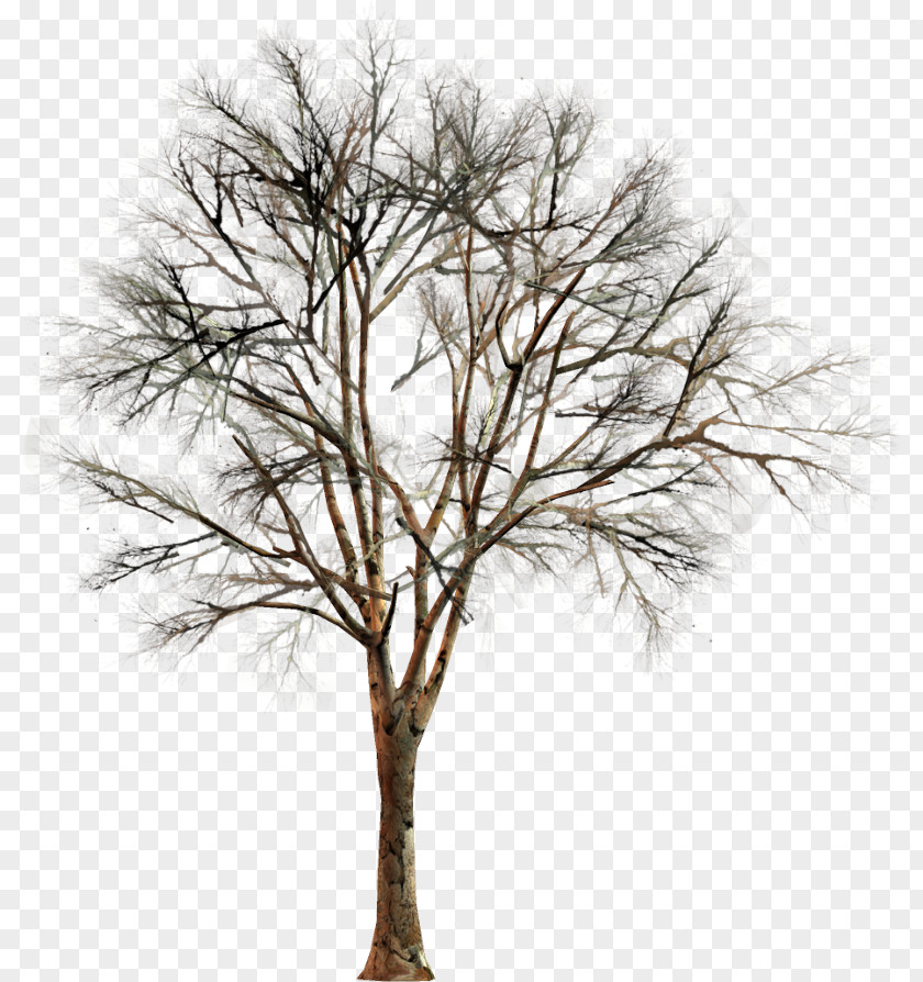 Clip Art Tree Conifers Garden PNG