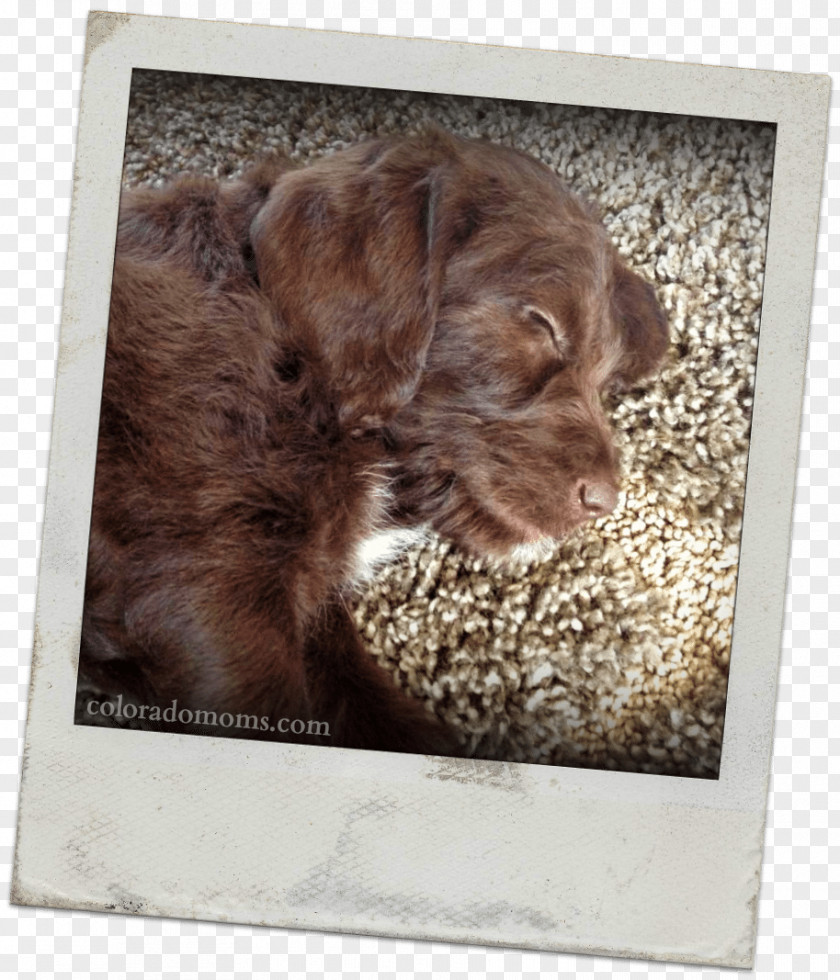 Dog Family Boykin Spaniel Cockapoo Schnoodle Puppy Breed PNG