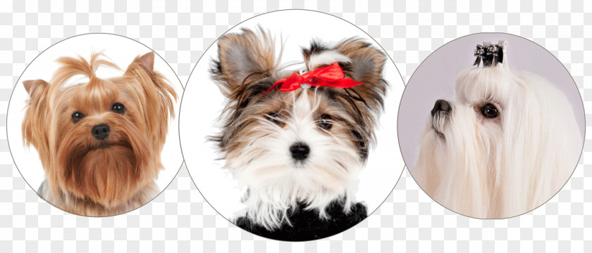 Puppy Yorkshire Terrier Morkie Maltese Dog Breed PNG