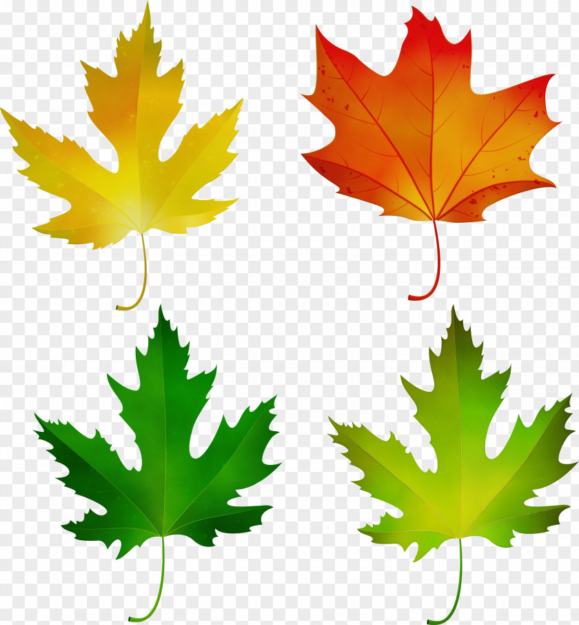 Silver Maple Deciduous Green Leaf Watercolor PNG