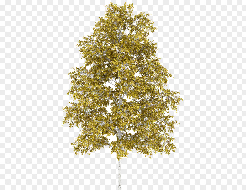 Tree Silver Birch Sap Swamp Paper PNG