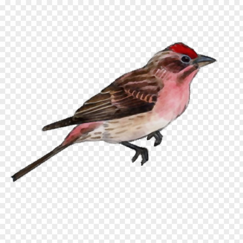 Wren Chipping Sparrow Bird Beak Finch House PNG