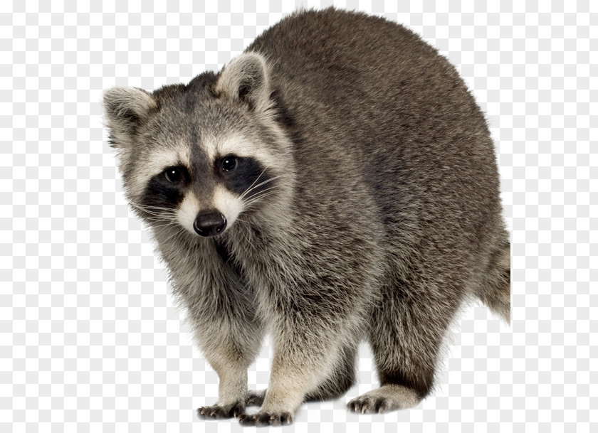 Raccoon Squirrel Feral Cat Rodent PNG