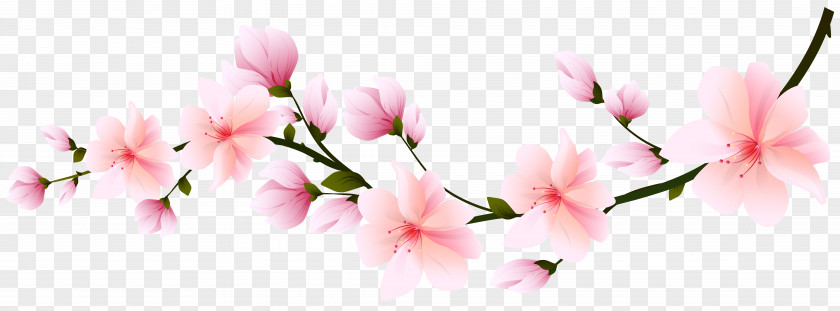Sakura Branch Cherry Blossom Flower Clip Art PNG