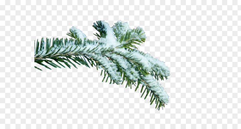 Snow Tree Spruce Twig Branch Fir PNG
