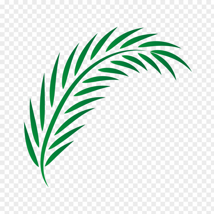 Vector Palm Leaves Drawing PNG