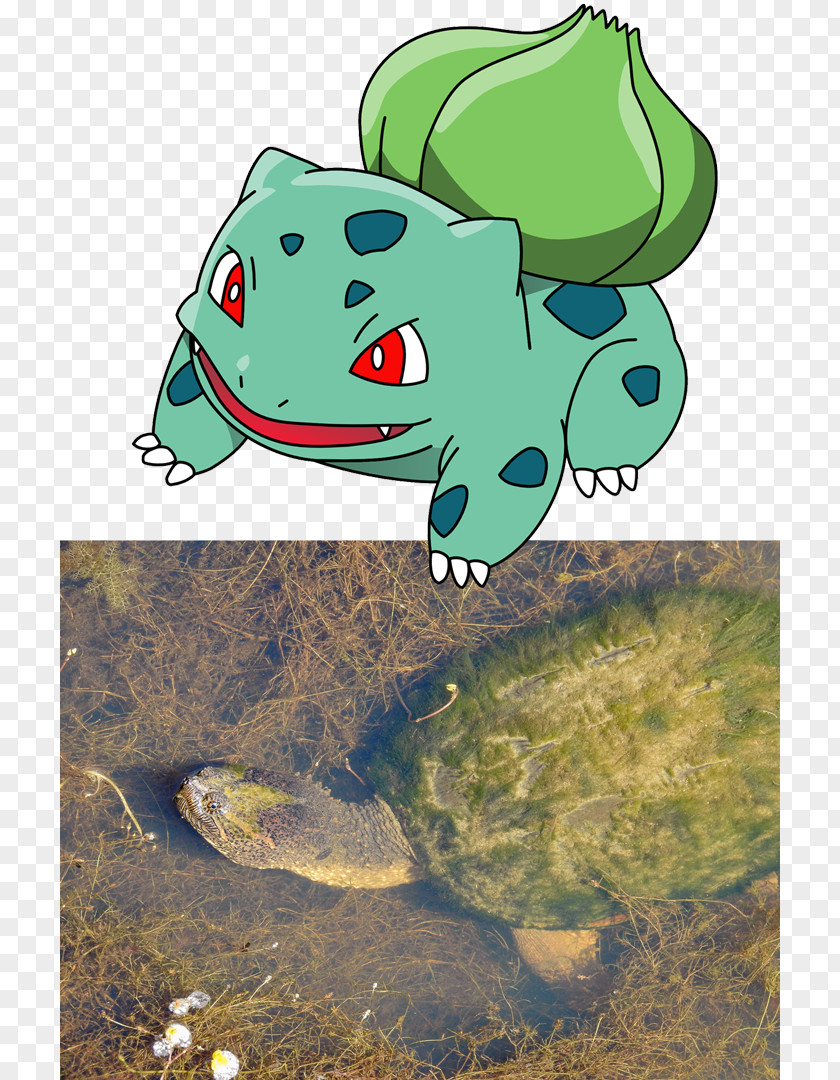 Frog Turtle Pokémon Red And Blue GO Bulbasaur PNG