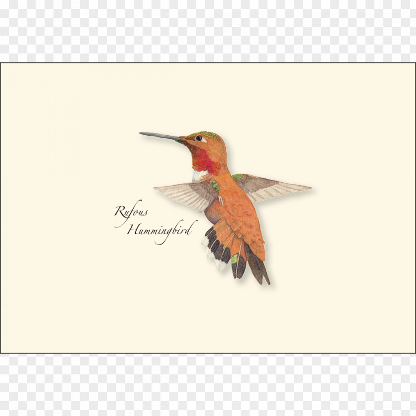 Hummingbird Earth Sky + Water Greeting & Note Cards Paper Envelope Bird PNG
