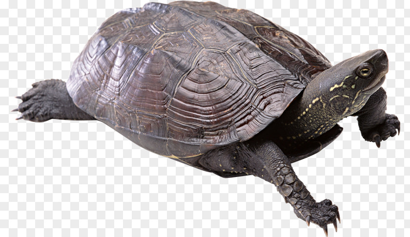 Turtles Turtle Shell Sea PNG