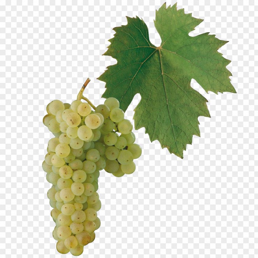 Grapefruit White Wine Welschriesling Sultana PNG