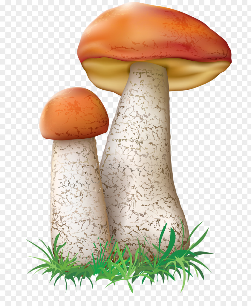 Medicinal Mushroom Matsutake Festival Background PNG