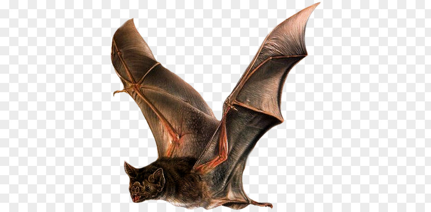 Microbat Common Vampire Bat Little Brown Animal PNG